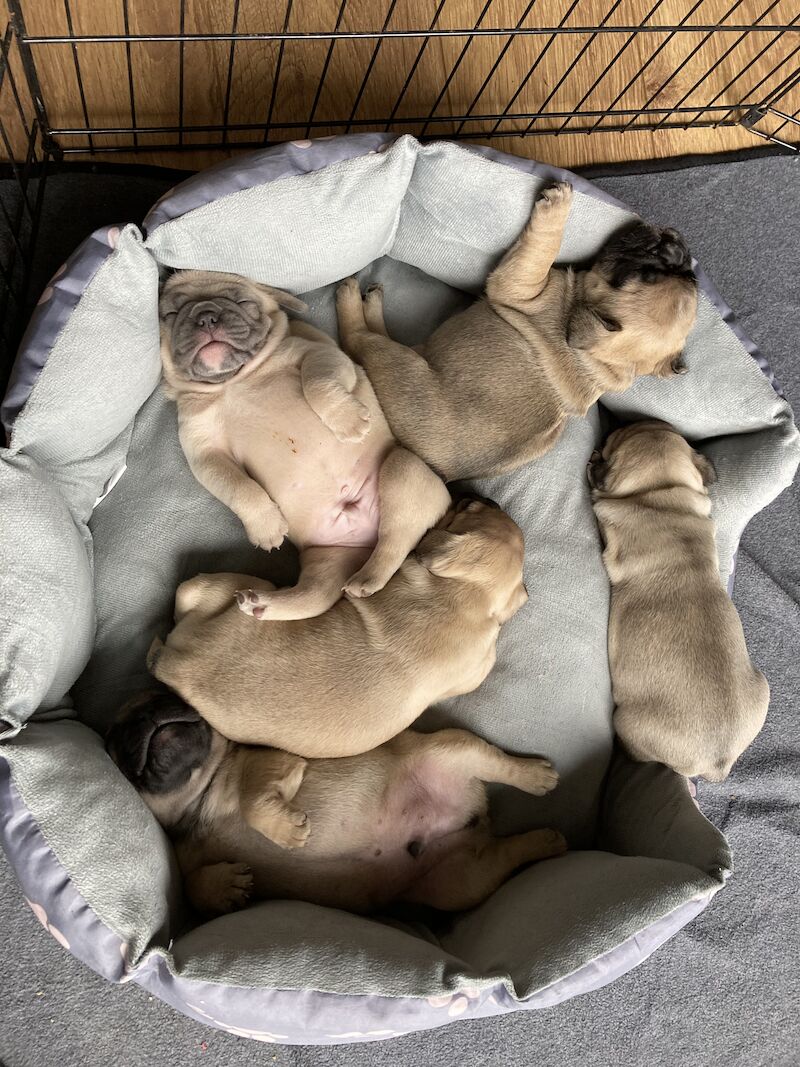 Frenchie pitbull best sale mix for sale