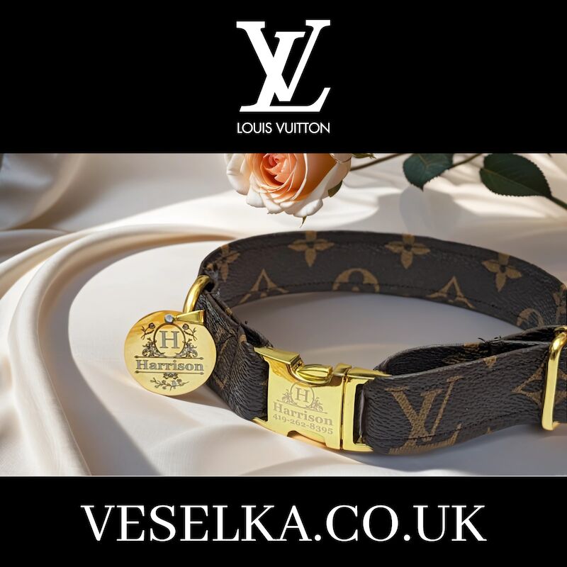 French Bulldog - Designer Dog Collar and Leash - Gucci - Louis Vuitton. for sale in London