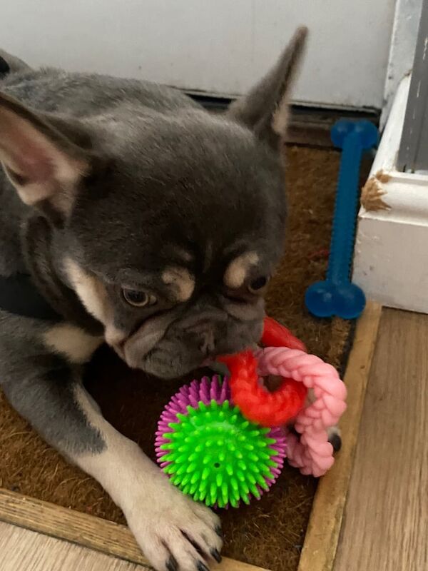 French bulldog (female) for sale in Kingsbury, Greater London