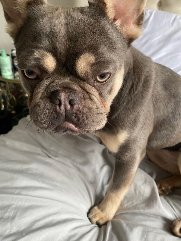 French bulldog (female) for sale in Kingsbury, Greater London - Image 2