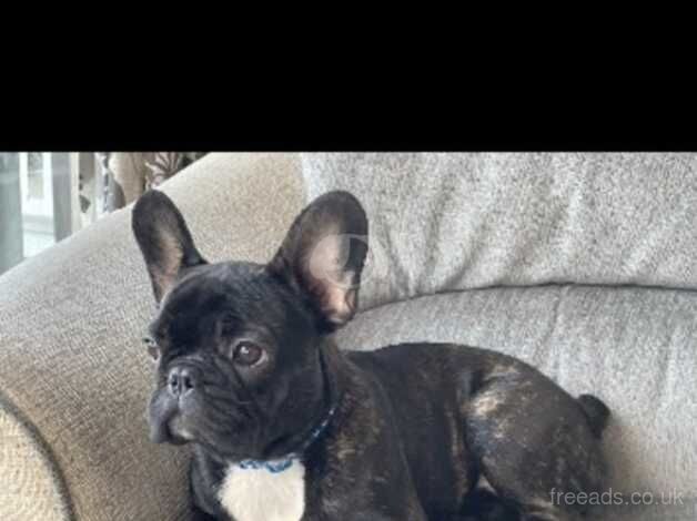 French bulldog for rehoming for sale in Pontyclun, Rhondda Cynon Taf