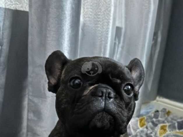 French bulldog for rehoming for sale in Pontyclun, Rhondda Cynon Taf - Image 2