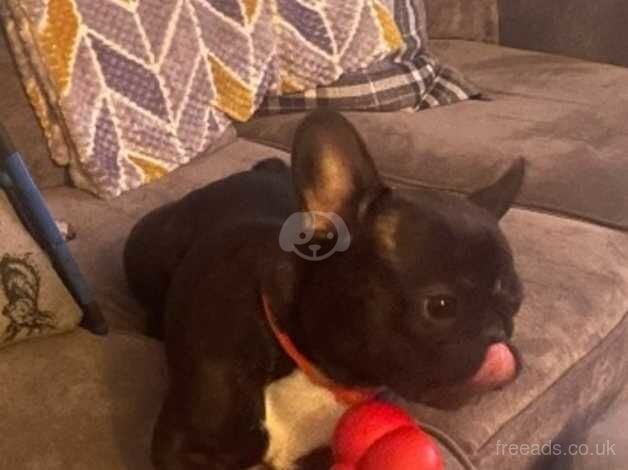 French bulldog for rehoming for sale in Pontyclun, Rhondda Cynon Taf - Image 3