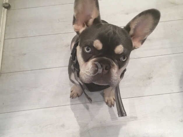 French bulldog for sale in Mold/Yr Wyddgrug, Flintshire