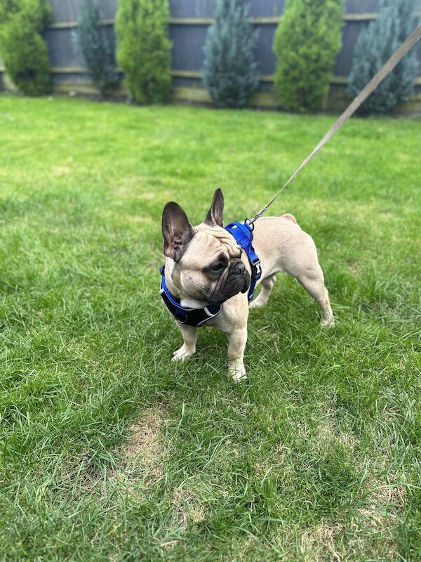 French bulldog for stud 💥PROVEN💥 for sale in Northampton, Northamptonshire - Image 1