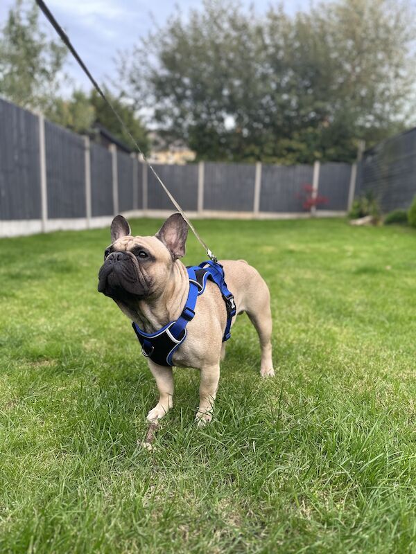 French bulldog for stud 💥PROVEN💥 for sale in Northampton, Northamptonshire - Image 2