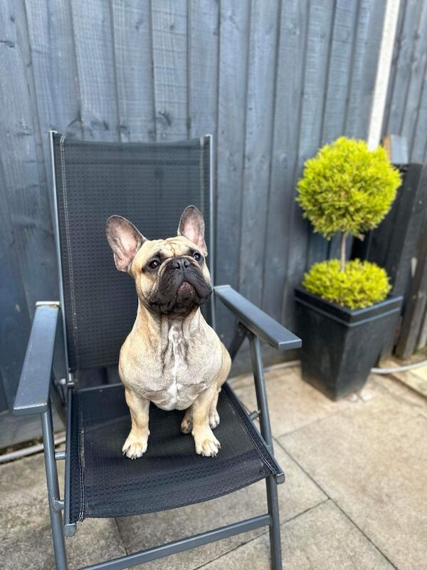 French bulldog for stud 💥PROVEN💥 for sale in Northampton, Northamptonshire - Image 3