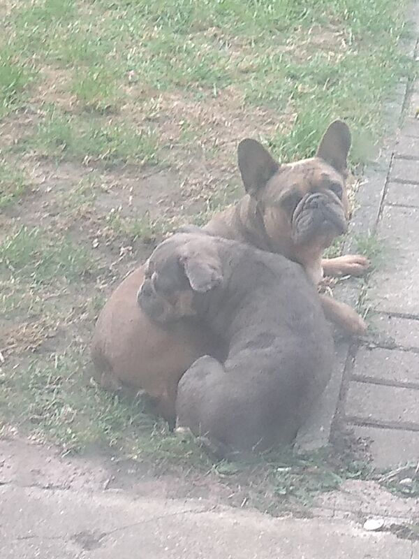 French bulldog girl for sale in South Ockendon, Essex - Image 6