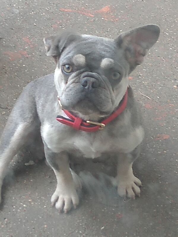 French bulldog girl for sale in South Ockendon, Essex - Image 7