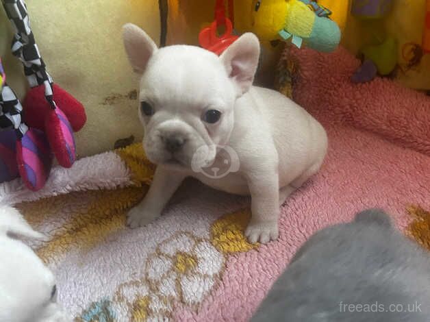 French bulldog girls KC reg pedigree for sale in Dartford, Kent