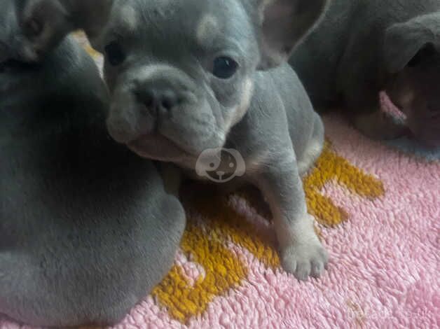 French bulldog girls KC reg pedigree for sale in Dartford, Kent - Image 2