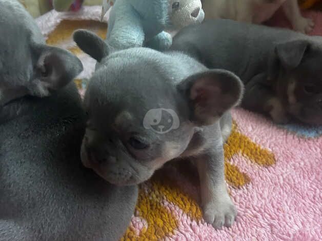 French bulldog girls KC reg pedigree for sale in Dartford, Kent - Image 3