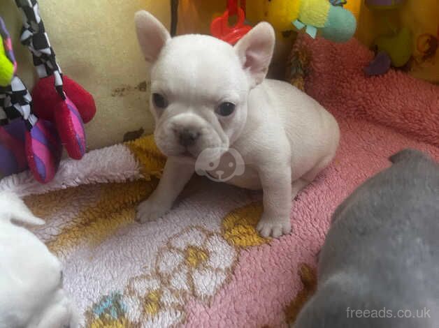 French bulldog girls KC reg pedigree for sale in Dartford, Kent - Image 4