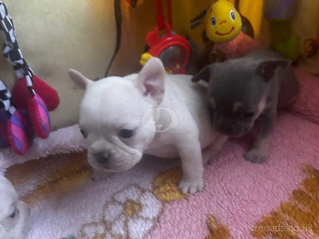 French bulldog girls KC reg pedigree for sale in Dartford, Kent - Image 5