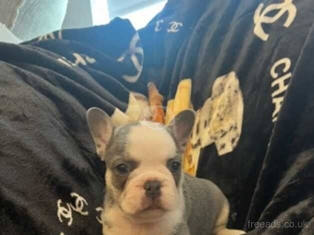 French bulldog puppies for sale in Tilbury, Essex