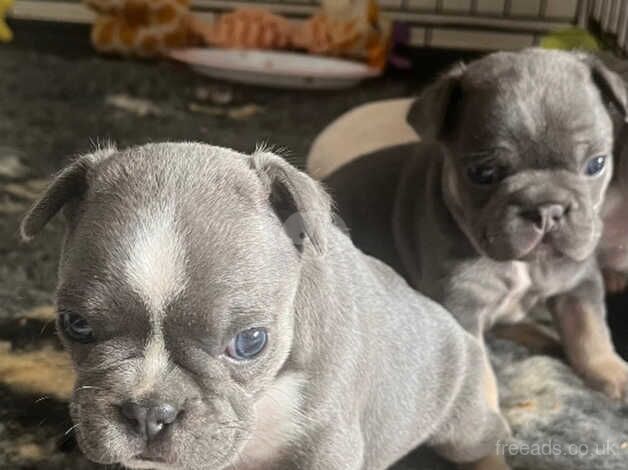 French bulldog puppies for sale in Tilbury, Essex - Image 3