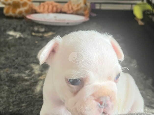 French bulldog puppies for sale in Tilbury, Essex - Image 4