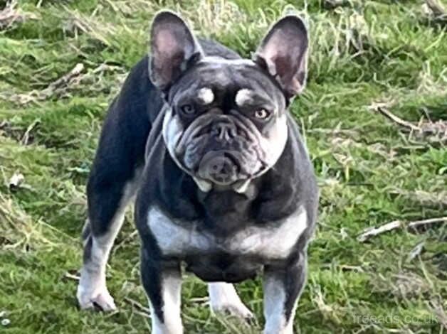 French bulldog puppies for sale in Tilbury, Essex - Image 5