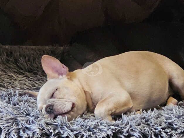 French Bulldog for sale in Aylesbury, Buckinghamshire