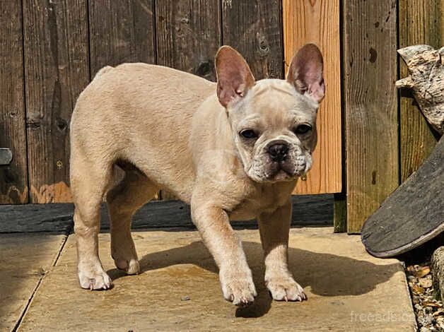 French Bulldog for sale in Aylesbury, Buckinghamshire - Image 2