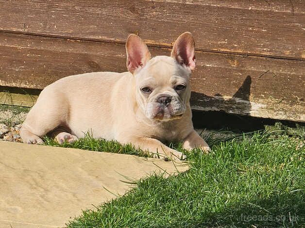 French Bulldog for sale in Aylesbury, Buckinghamshire - Image 3