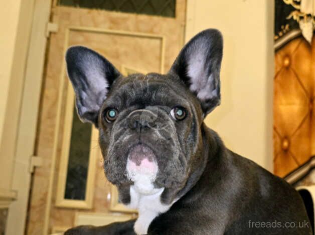 French bulldog for sale in Salford, Greater Manchester