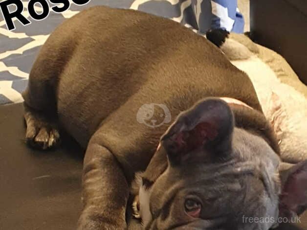 French bulldog for sale in Salford, Greater Manchester - Image 3