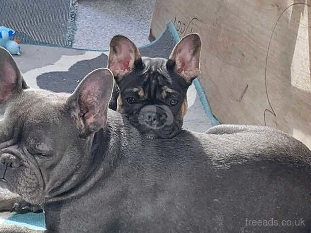 French bulldog for sale in Salford, Greater Manchester - Image 5