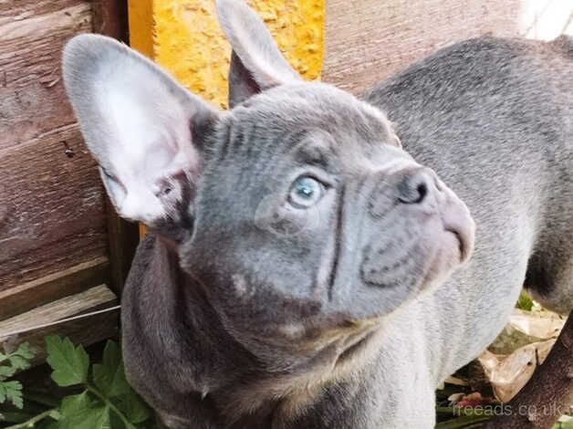 French bulldog for sale in Birmingham, West Midlands