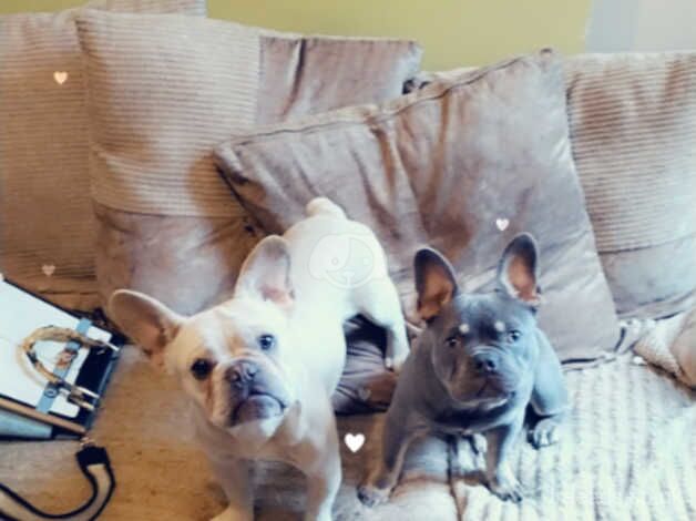 French bulldog for sale in Birmingham, West Midlands - Image 4