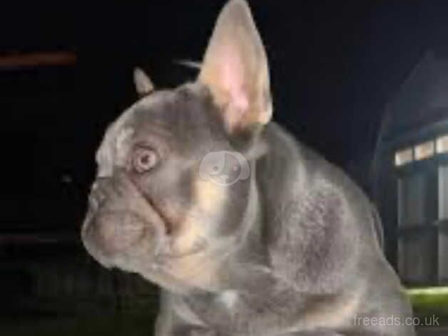 French bulldog for sale in Bradford, West Yorkshire