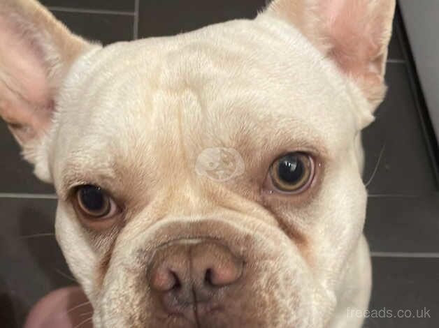 French bulldog for sale in Halifax, West Yorkshire