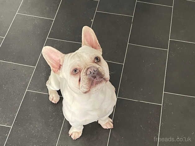 French bulldog for sale in Halifax, West Yorkshire - Image 2