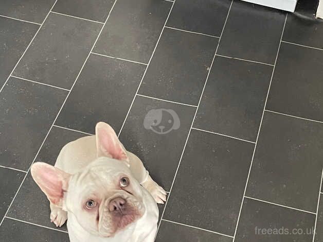 French bulldog for sale in Halifax, West Yorkshire - Image 3