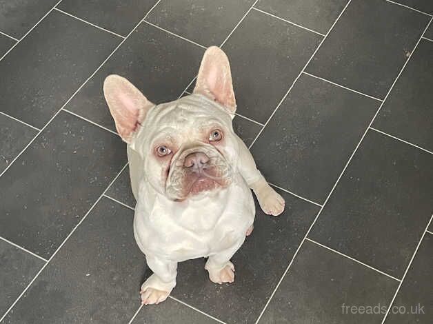 French bulldog for sale in Halifax, West Yorkshire - Image 5