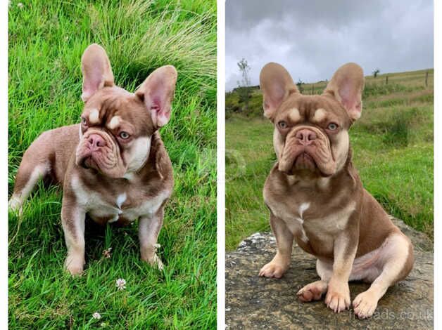 French bulldog for sale in Halifax, West Yorkshire