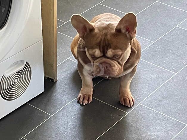 French bulldog for sale in Halifax, West Yorkshire - Image 2