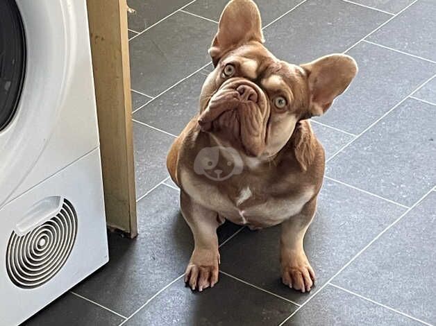 French bulldog for sale in Halifax, West Yorkshire - Image 4