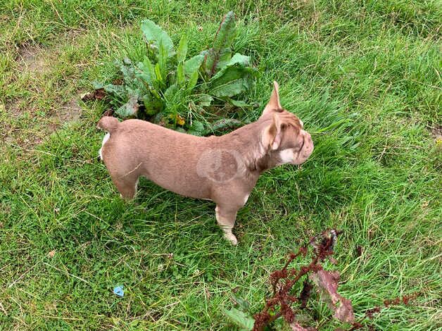 French bulldog for sale in Halifax, West Yorkshire - Image 5