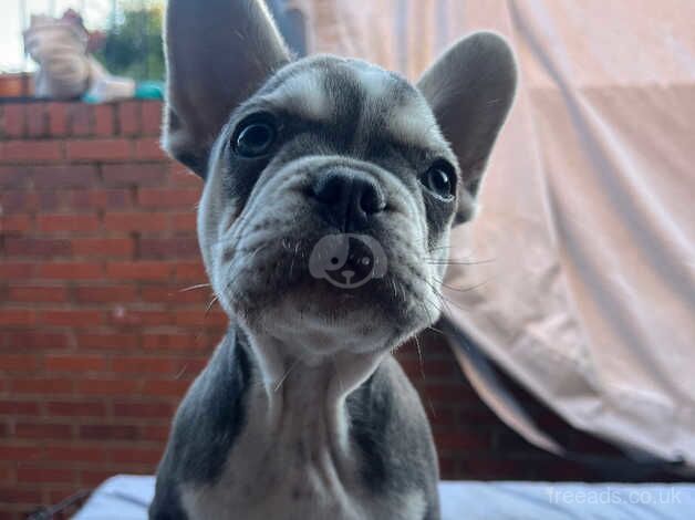 French bulldog for sale in Pudsey, West Yorkshire