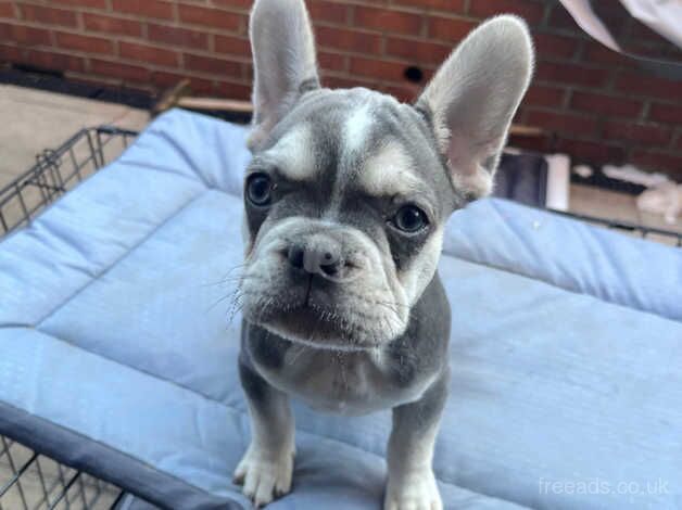 French bulldog for sale in Pudsey, West Yorkshire - Image 2