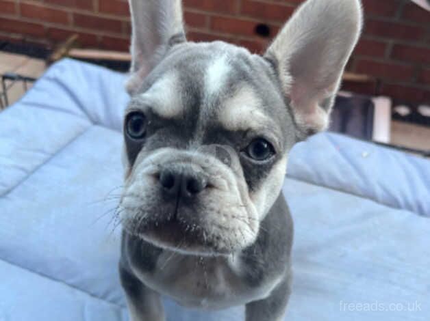 French bulldog for sale in Pudsey, West Yorkshire - Image 3