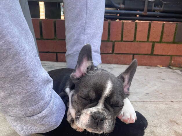 French bulldog for sale in Pudsey, West Yorkshire - Image 4