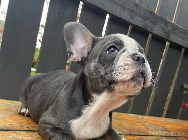 French bulldog for sale in Pudsey, West Yorkshire - Image 5