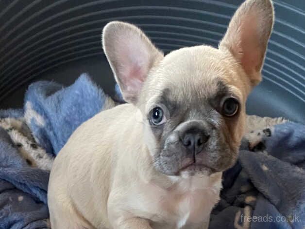 French bulldog for sale in Neath Abbey, Neath Port Talbot