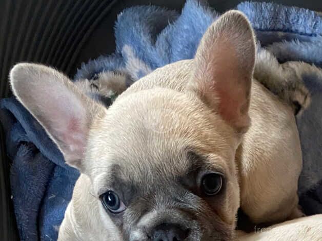 French bulldog for sale in Neath Abbey, Neath Port Talbot - Image 2