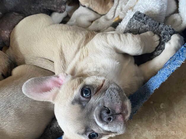 French bulldog for sale in Neath Abbey, Neath Port Talbot - Image 3