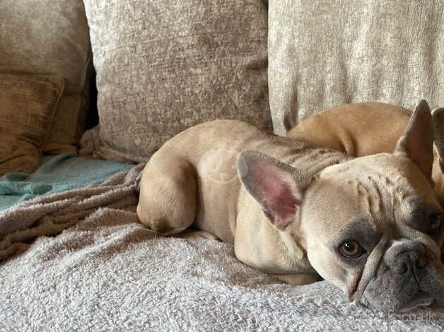 French bulldog for sale in Neath Abbey, Neath Port Talbot - Image 4