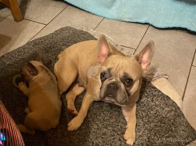 French bulldog for sale in Neath Abbey, Neath Port Talbot - Image 5