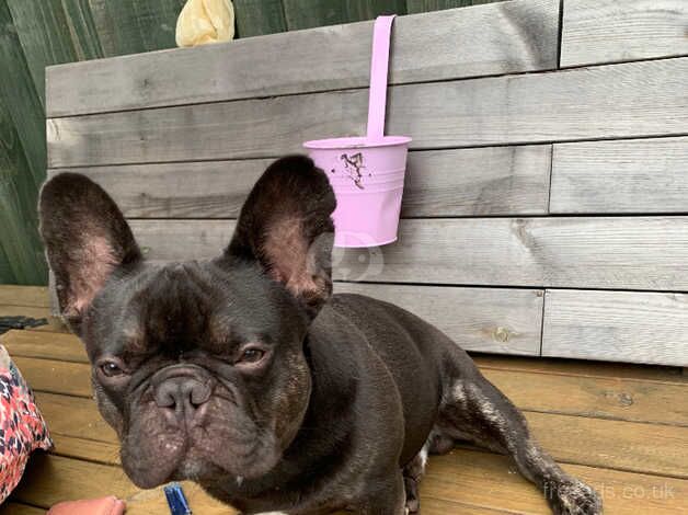 French Bulldog for sale in Northampton, Northamptonshire